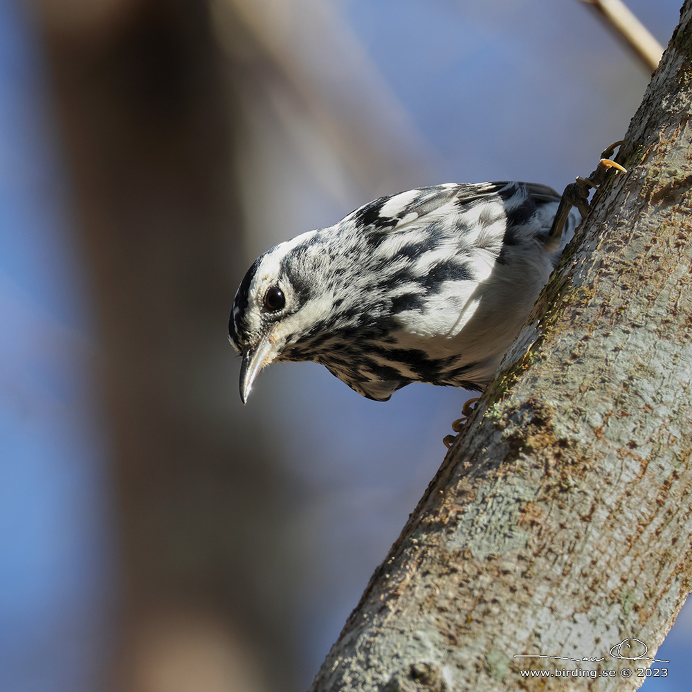 BLACK-AND-WHITE WARBLER (Mniotilta varia) - Stng / Close